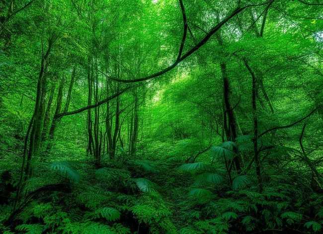 保护环境故事的绘本、绿孔雀我的家在哪里绘本