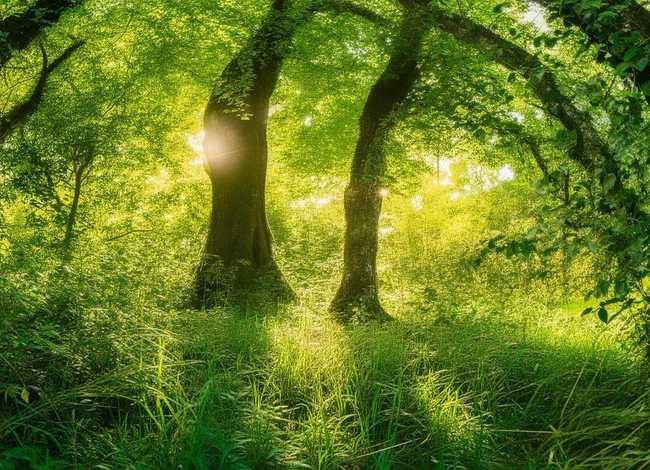 沼泽里的故事，鳄鱼的心愿寓言故事300