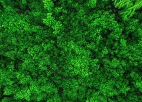 保护环境故事的绘本、绿孔雀我的家在哪里绘本