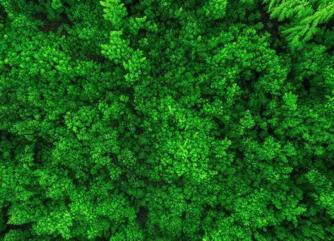 保护环境故事的绘本、绿孔雀我的家在哪里绘本