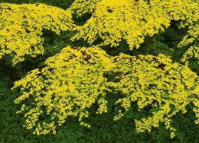 幼儿故事《唱歌比赛》 - 少儿故事大全之小黄莺唱歌的故事