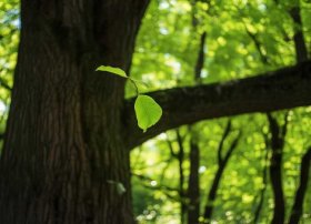 叶子故事内容（树与叶子的故事）