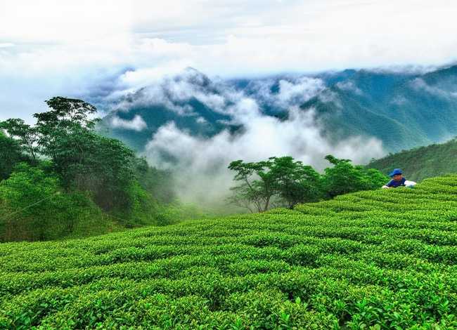 五指山名茶、海南五指山特产-水满茶