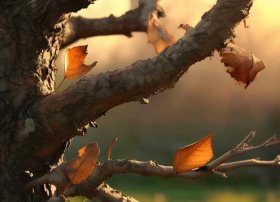 叶子的故事教案，最后一片叶子教案(集合6篇)