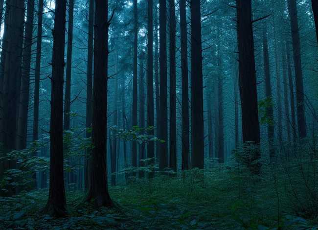 短篇小故事绘本 - 《萤火虫找朋友》儿童绘本故事分享