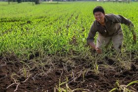 儿童成语故事寓言故事拔苗助长 寓言故事的成语拔苗助长