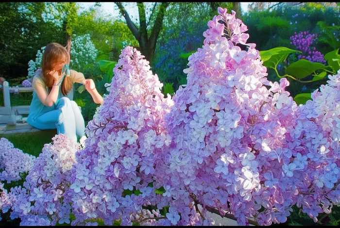 丁香的故事作文 丁香的故事作文怎么写