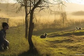 《守株待兔》绘本（《守株待兔》绘本故事）