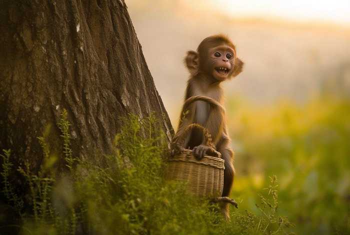 儿童故事睡前故事小猴子捞月亮、睡前故事小猴子捞月亮连续播放 儿童故事睡前故事小猴子捞月亮、睡前故事小猴子捞月亮连续播放