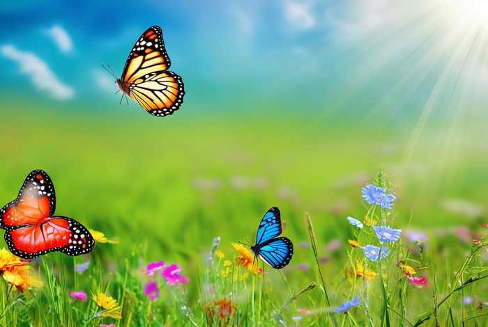 儿童三只蝴蝶故事、三只蝴蝶小故事