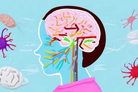 儿童大脑结构图（儿童大脑结构图解）