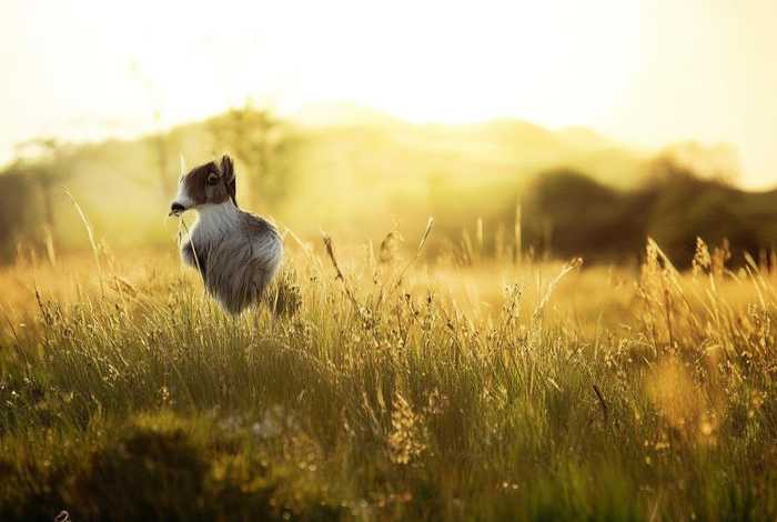 儿童睡前故事小蜗牛的故事，关于小蜗牛的睡前故事