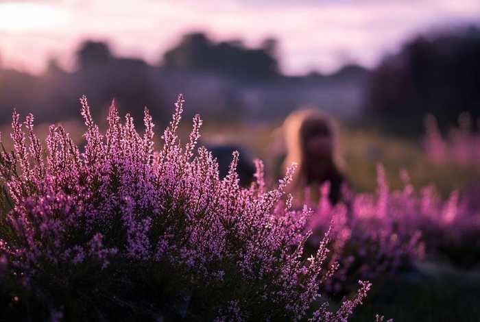 儿童睡前故事石楠花；石楠花的故事