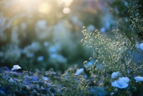 《丁香花》的故事，《丁香花》的故事概括