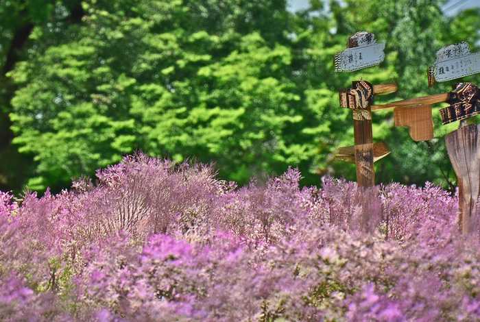 儿童故事一封鸡毛信，幼儿园大班一封鸡毛信绘本故事教案