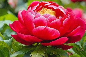 儿童介绍牡丹的视频、介绍牡丹花的视频