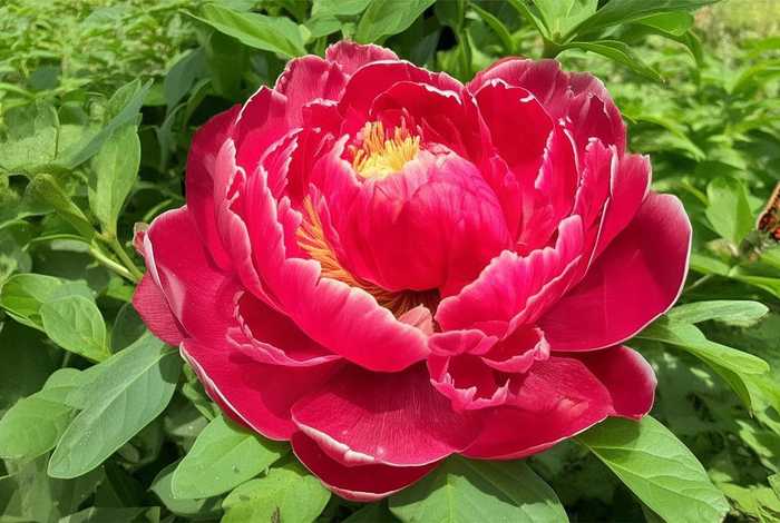 儿童介绍牡丹的视频、介绍牡丹花的视频