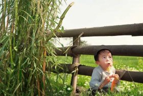 儿童守株待兔的故事注音版 守株待兔故事的拼音版