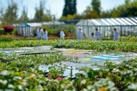 plants期刊中科院分区 plant disease中科院分区