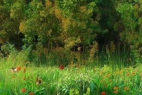 plants can give us many things，plants can give us many things.