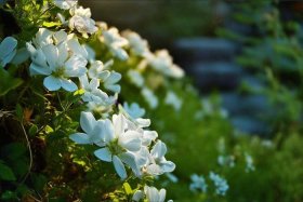 丁香花故事传说（丁香花故事传说简介）