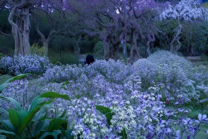 丁香的故事作文450字 丁香的故事作文450字左右