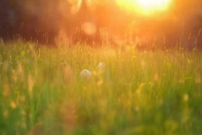 儿童睡前故事小蜗牛的故事，关于小蜗牛的睡前故事