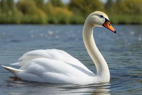 丑小鸭变白《天鹅的故事》、丑小鸭变成白《天鹅的故事》