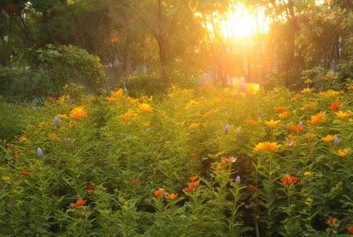 播放牡丹故事（播放牡丹园的故事）