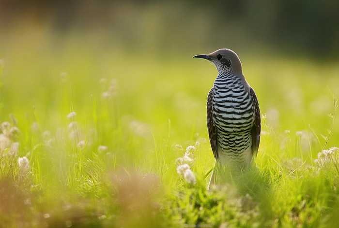 布谷鸟儿童故事全文（布谷鸟的故事幼儿故事）