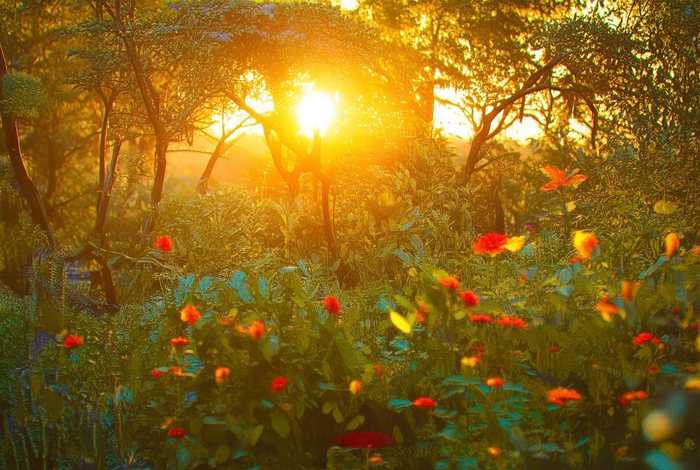 播放牡丹故事（播放牡丹园的故事）