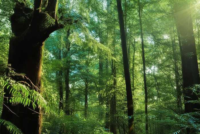 播放故事孔雀公主；播放故事孔雀公主主要内容