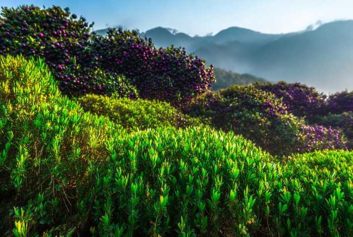 承德的传说 - 承德的传说棒槌山上的桑葚树