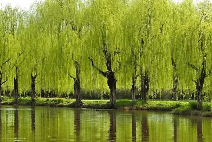 岸边的柳树、岸边的柳树长出嫩芽和新叶 岸边的柳树、岸边的柳树长出嫩芽和新叶