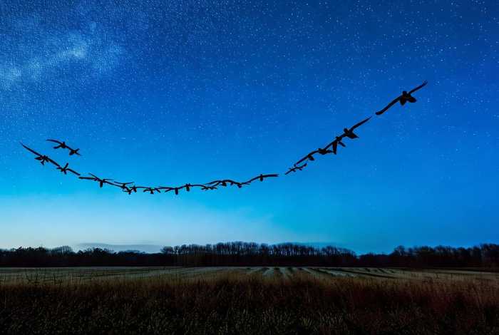 大雁指路告诉我们什么道理；大雁指路告诉我们什么道理呢