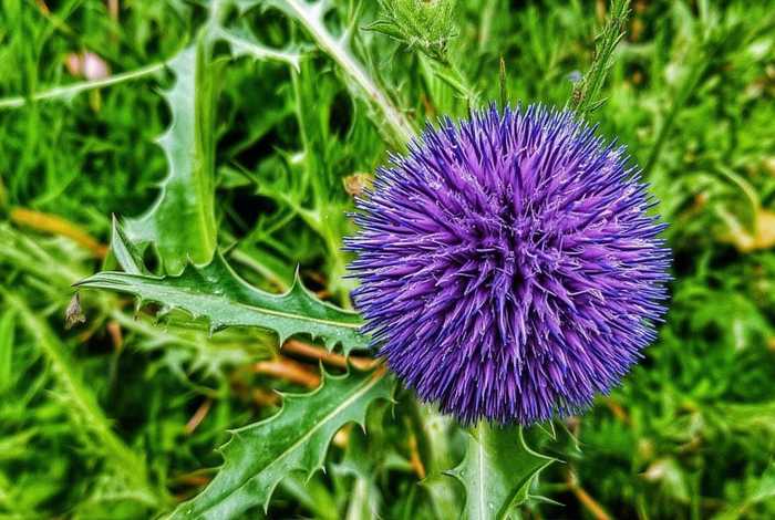 刺球花的特点 刺球花的特点和作用