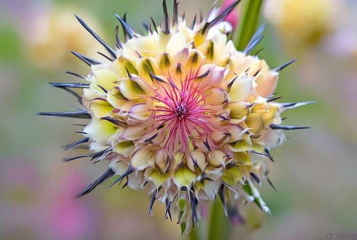 刺球花英文（花刺 英文）