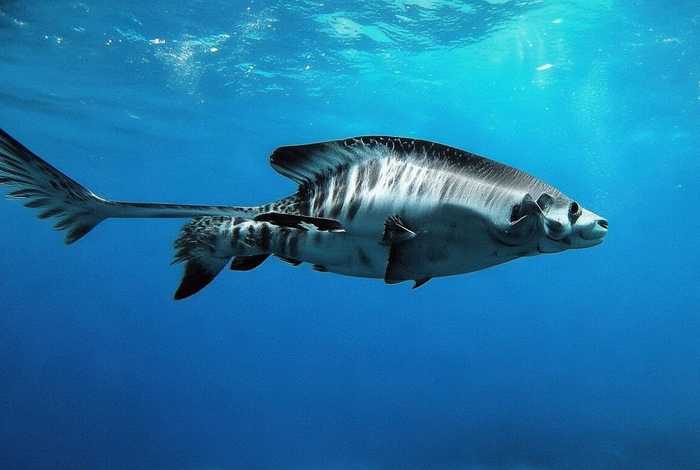 报恩 故事，蛟龙报恩故事