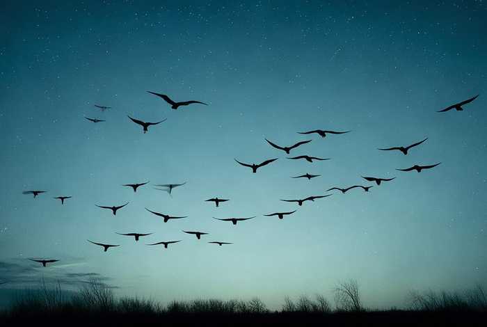 大雁故事告诉我们 - 大雁这个故事告诉我们怎样的道理