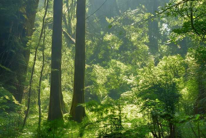 播放故事孔雀公主；播放故事孔雀公主主要内容
