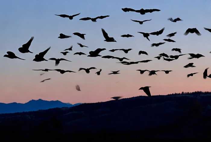 大雁的故事告诉我们什么道理、大雁的故事告诉我们什么道理和启示