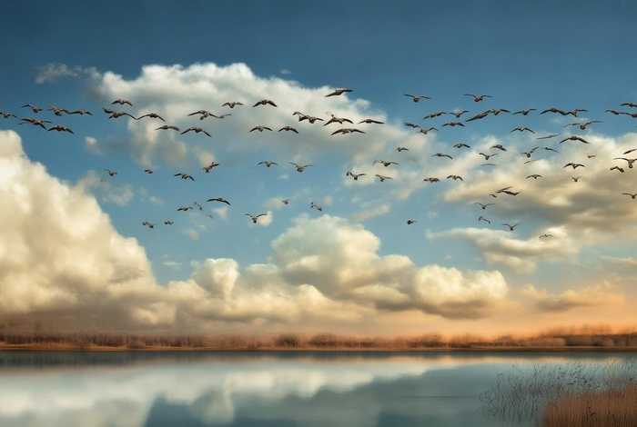 大雁创编（大雁诗歌创作）