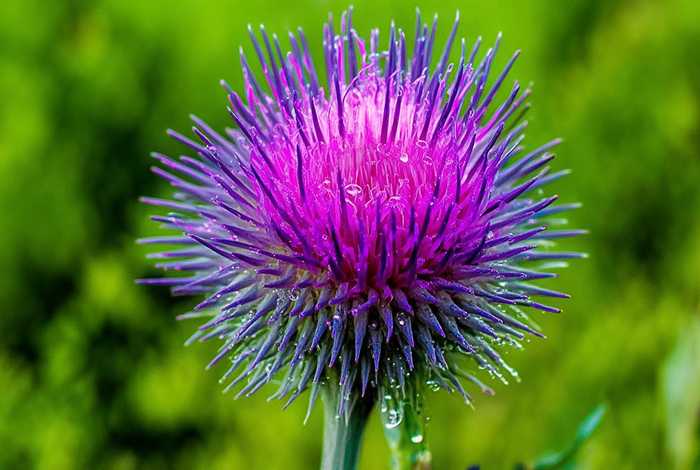 刺球的花 刺球的花的功效与作用