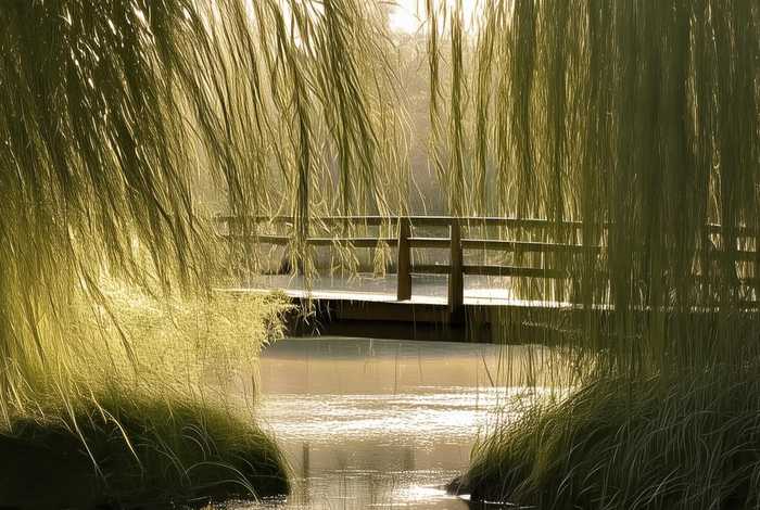 岸边的柳树仿写句子 - 岸边的柳树仿写句子怎么写 岸边的柳树仿写句子 - 岸边的柳树仿写句子怎么写