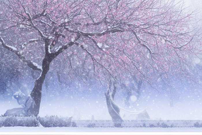 播放梅花故事（播放梅花故事的音乐）