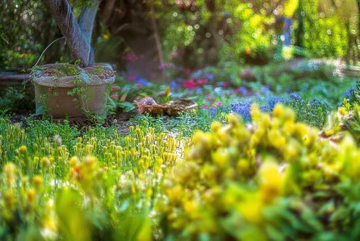 大班故事种瓜 - 幼儿园大班语言种瓜故事