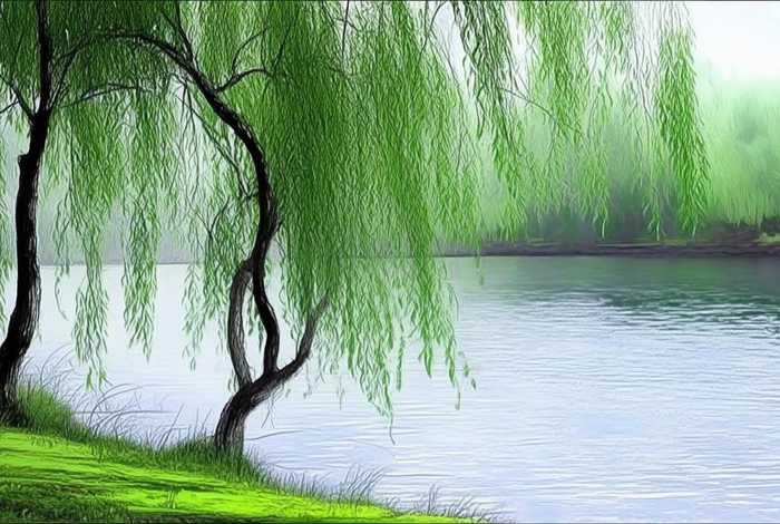 岸边柳树简笔画 河岸边柳树简笔画 岸边柳树简笔画 河岸边柳树简笔画