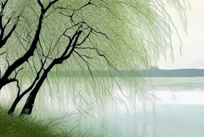 岸边柳树简笔画 河岸边柳树简笔画 岸边柳树简笔画 河岸边柳树简笔画