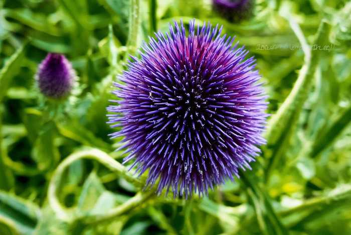 刺球花的特点 刺球花的特点和作用