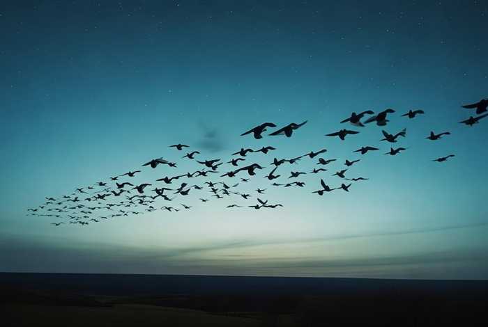 大雁故事告诉我们 - 大雁这个故事告诉我们怎样的道理